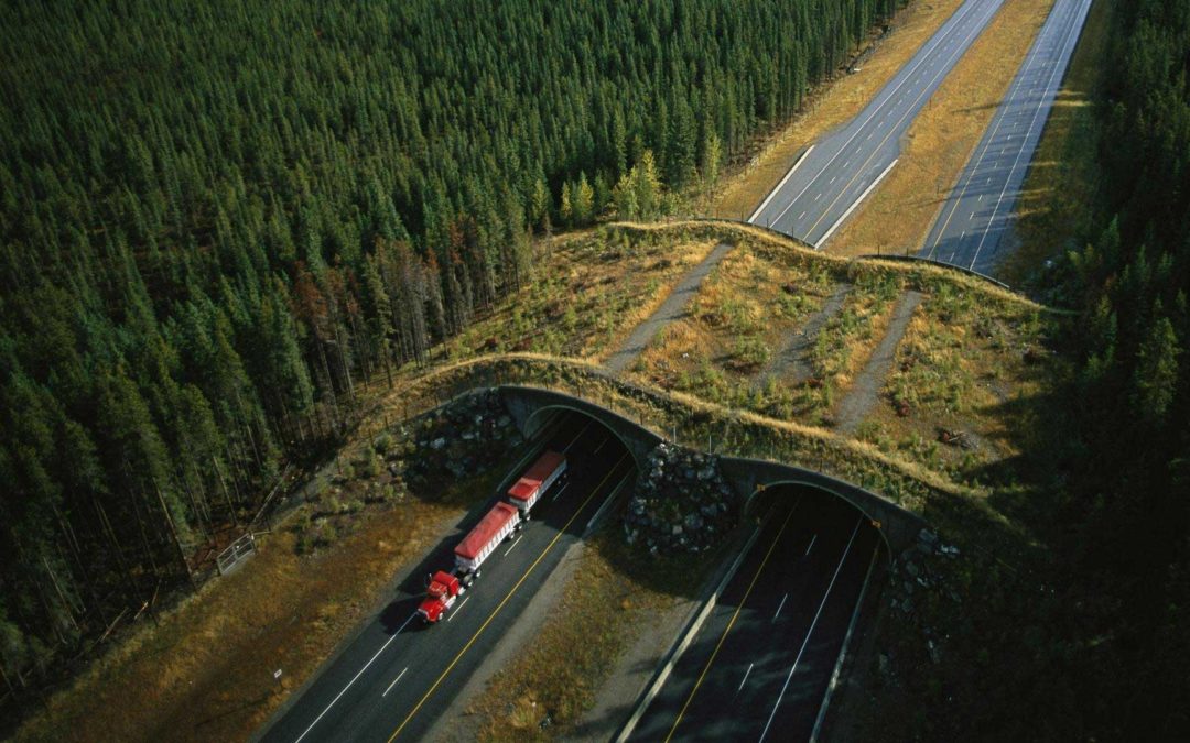 Terror on the Highway